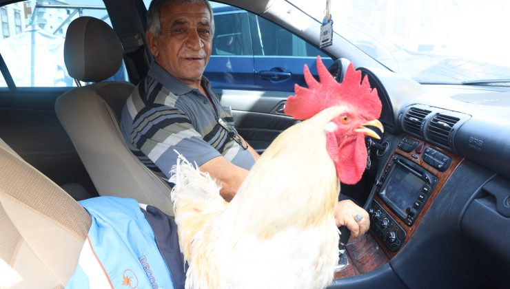 HOROZUNU MERCEDES’İYLE ŞEHİR TURUNA ÇIKARIYOR