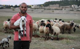 HAYVAN YETİŞTİRİCİLERİ, HAYVANLARININ ÇOBANLIĞINI DA KENDİLERİ YAPIYOR