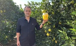 NARENCİYE ÜRETİMİNDE AKDENİZ MEYVE SİNEĞİYLE MÜCADELE SÜRÜYOR