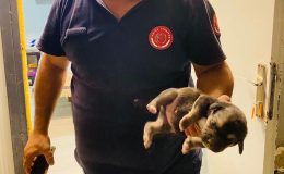 KONTEYNERİN ALTINA SIKIŞAN KÖPEKLERİ İTFAİYE KURTARDI  
