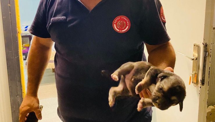 KONTEYNERİN ALTINA SIKIŞAN KÖPEKLERİ İTFAİYE KURTARDI  