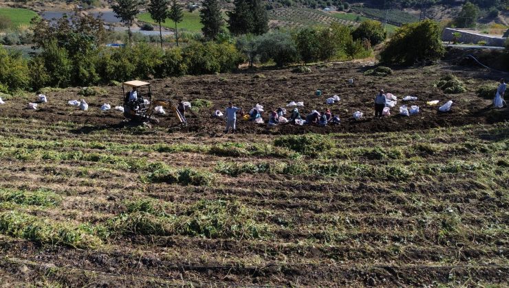 EZBERLERDEKİ PATATES ALGISINI BOZAN TATLI PATATESTE HASAT ZAMANI