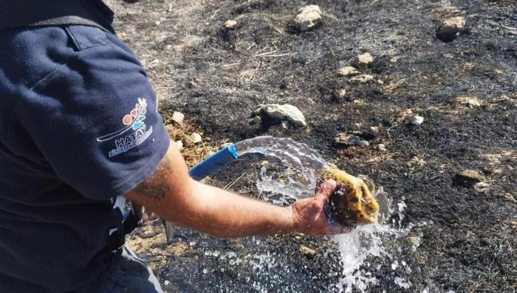 HATAY’DA İTFAİYE KAPLUMBAĞAYI YANGINDAN KURTARDI