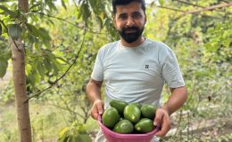 AVOKADO TARLADA TANESİ 20 TL’DEN ALICI BULUYOR  
