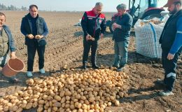 HATAY’DA PATATES HASADI DEVAM EDİYOR