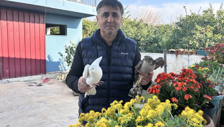 GÜVERCİNLERİNİ PARÇALAYAN ATMACAYI YAKALAYIP BESLEDİKTEN SONRA DOĞAYA SALDI 