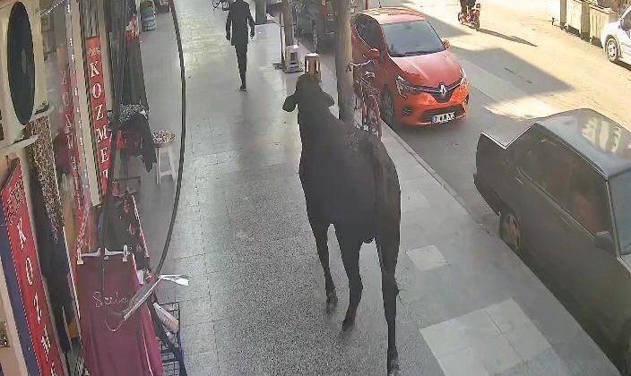 3 SAATLİK MÜCADELE SONUNDA YAKALANAN ANGUSUN VATANDAŞI YARALADIĞI ANLAR KAMERADA 