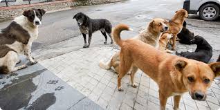 SAĞLIK TESİSLERİNDE SAHİPSİZ KÖPEK KALMAYACAK