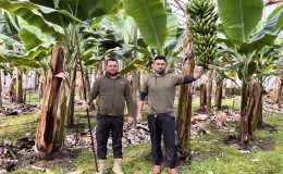 ZİRAİ DON AFETİNİN ETKİLEDİĞİ MUZ SERADA 45’TL’DEN ALICI BULUYOR 