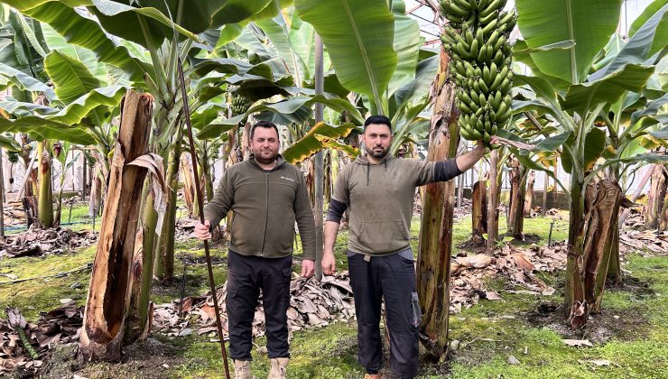 ZİRAİ DON AFETİNİN ETKİLEDİĞİ MUZ SERADA 45’TL’DEN ALICI BULUYOR 