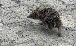 SAATLERCE KENDİ EKSENİNDE DÖNEN KİRPİYE EKİPLERDEN MÜDAHALE   