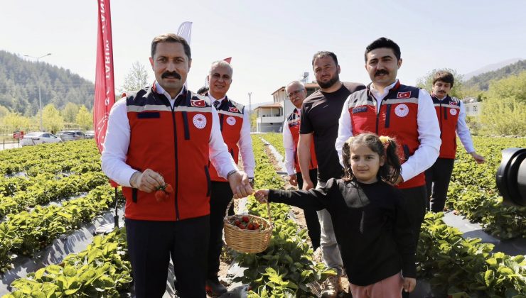 VALİ MASATLI ÇİLEK HASADI GERÇEKLEŞTİRDİ