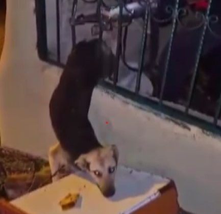 DEMİR KORKULUKLARDA SIKIŞAN KÖPEĞİ İTFAİYE KURTARDI   