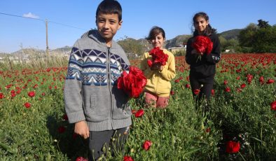 KIRMIZI İLE YEŞİLİN BİRLEŞTİĞİ BAKLA TARLASINDA GELİNCİKLER GÖRENLERİ MEST EDİYOR