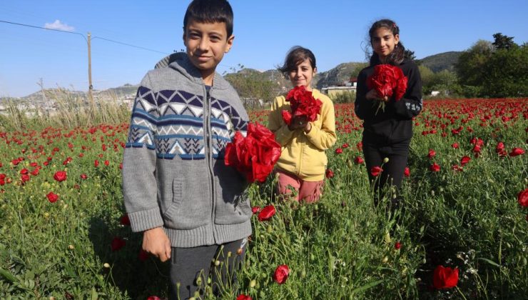 KIRMIZI İLE YEŞİLİN BİRLEŞTİĞİ BAKLA TARLASINDA GELİNCİKLER GÖRENLERİ MEST EDİYOR