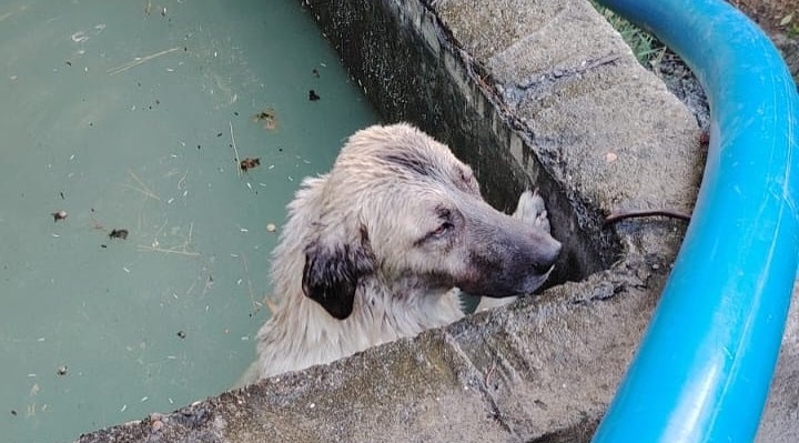 SULAMA KANALINA DÜŞEN KÖPEĞİ İTFAİYE KURTARDI
