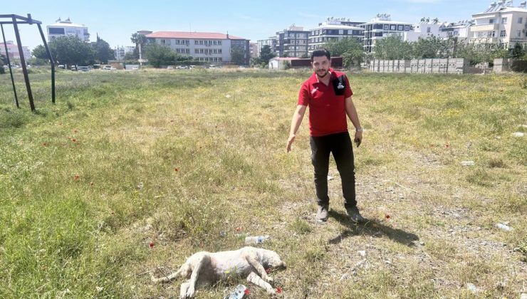 TELEF OLAN KÖPEĞİN BAŞINDA YÜREK BURKAN ÇARESİZLİK