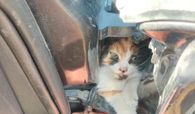 ARACIN KAPISINA SIKIŞAN KEDİYİ İTFAİYE KURTARDI   