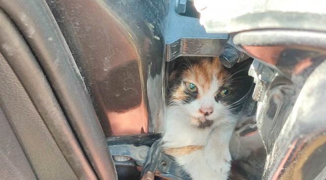 ARACIN KAPISINA SIKIŞAN KEDİYİ İTFAİYE KURTARDI   