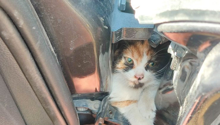 ARACIN KAPISINA SIKIŞAN KEDİYİ İTFAİYE KURTARDI   