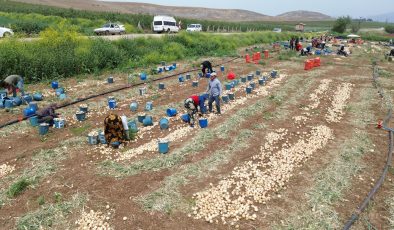 DON VE KURAKLIĞIN REKOLTEYİ ETKİLEMEDİĞİ SOĞAN, TARLADAN 8 TL’DEN ALICI BULUYOR 