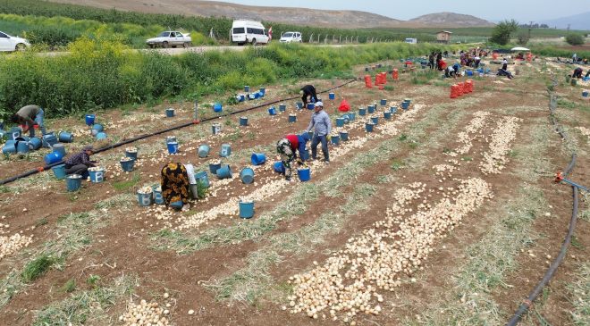 DON VE KURAKLIĞIN REKOLTEYİ ETKİLEMEDİĞİ SOĞAN, TARLADAN 8 TL’DEN ALICI BULUYOR 