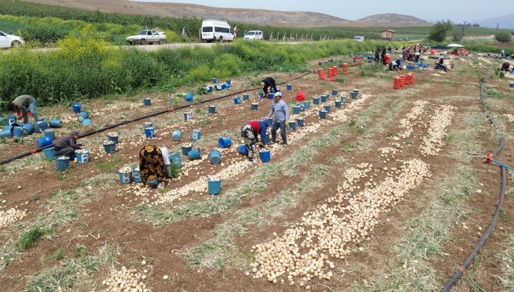 DON VE KURAKLIĞIN REKOLTEYİ ETKİLEMEDİĞİ SOĞAN, TARLADAN 8 TL’DEN ALICI BULUYOR 