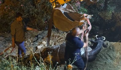 DÜŞTÜĞÜ SU KANALINDA ÇAMURA SAPLANAN İNEK, KEPÇEYLE KURTARILDI   