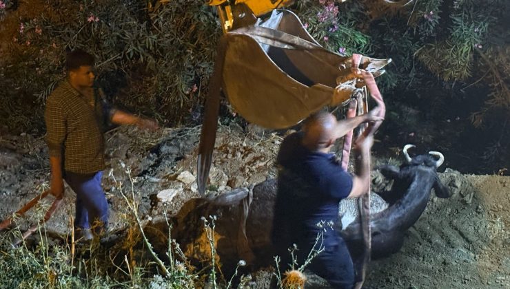 DÜŞTÜĞÜ SU KANALINDA ÇAMURA SAPLANAN İNEK, KEPÇEYLE KURTARILDI   