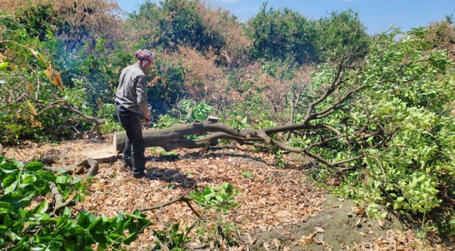 ÇİFTÇİLER DON AFETİNDE KURUYAN NARENCİYE AĞAÇLARINI KESMEYE BAŞLADI   