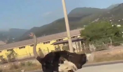ÇİFTLİKTEN KAÇAN DEVE KUŞU TRAFİĞİ ALT ÜST ETTİ 