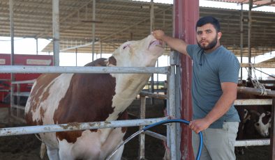 BİN 400 KİLOLUK DEVASA TOSUN SERVET DEĞERİNDEKİ FİYATIYLA ALICISINI BEKLİYOR 