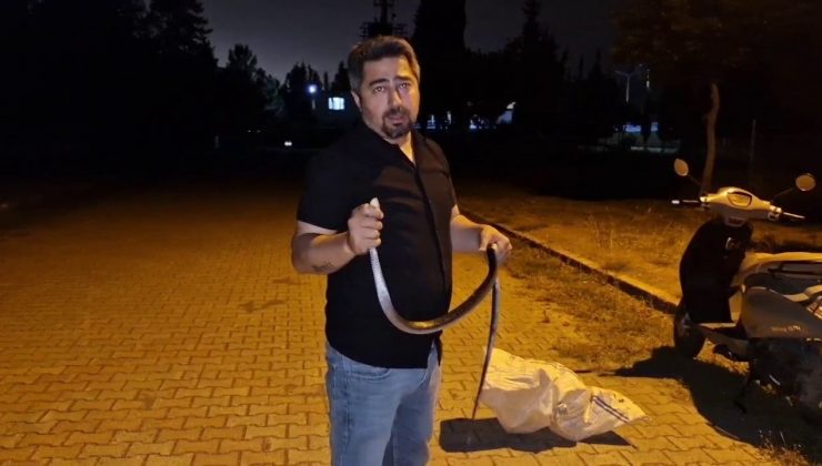 YILANLARA FISILDAYAN ADAM, KARAYILANA NASİHAT VEREREK DOĞAYA BIRAKTI   