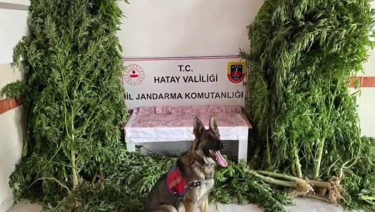 JANDARMA’DAN KENEVİR SERASINA OPERASYON 