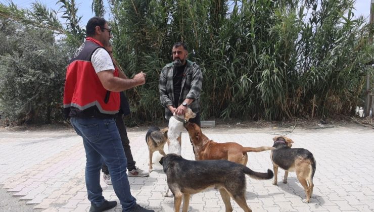 HATAY’DA 4 MAHALLEDE KUDUZ KARANTİNASI   