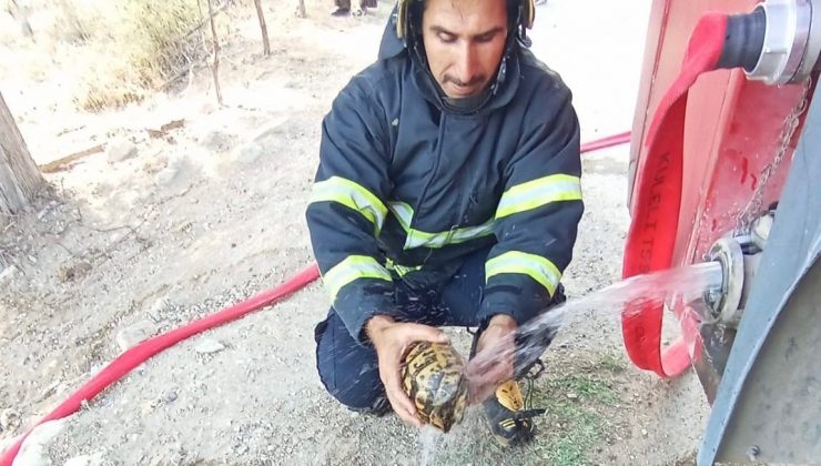 ALEVLERİN ARASINDA KALAN KAPLUMBAĞAYA CAN SUYU   