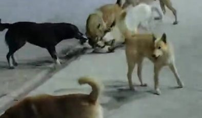 SOKAK KÖPEKLERİNİN SALDIRDIĞI KEDİ TELEF OLDU 