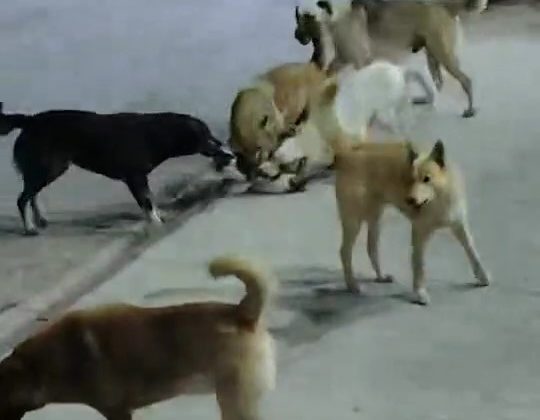 SOKAK KÖPEKLERİNİN SALDIRDIĞI KEDİ TELEF OLDU 