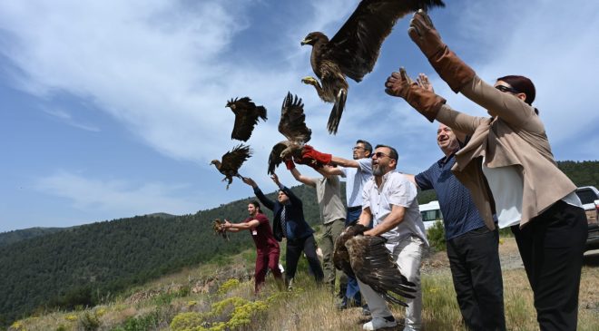 TEDAVİLERİ TAMAMLANAN KUŞLAR DOĞAYA SALINDI
