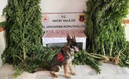 DEDEKTÖR KÖPEKLER ESRAR YUVASINI İFŞA ETTİ