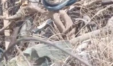 HATAY’DA ÇİFTLEŞEN YILANLAR KAMERAYA YAKALANDI  