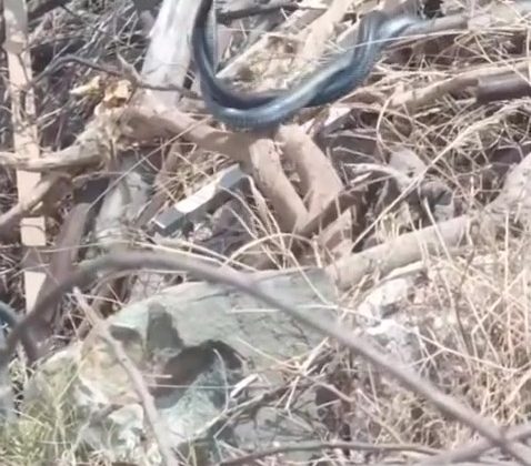 HATAY’DA ÇİFTLEŞEN YILANLAR KAMERAYA YAKALANDI  