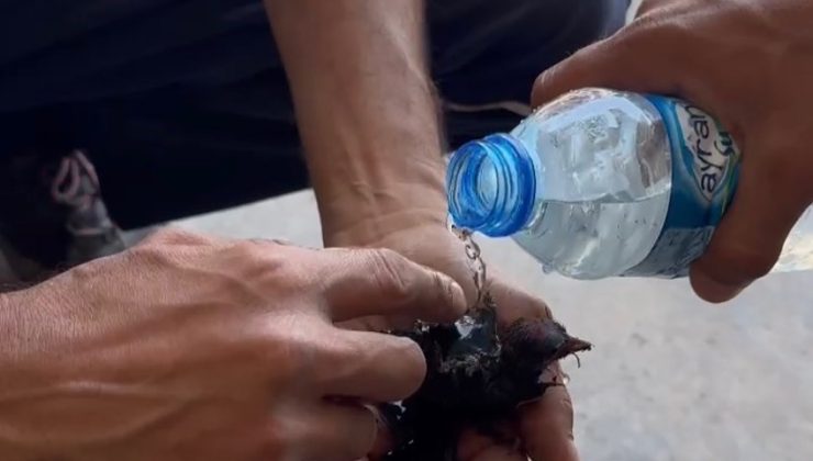ALEVLER İÇİNDE KALAN YAVRU SERÇEYE, İTFAİYEDEN CAN SUYU   