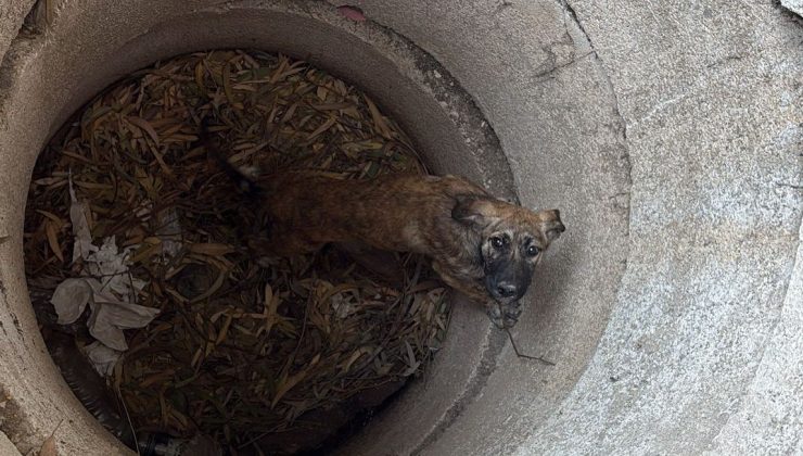  ANTAKYA’DA KUYUYA DÜŞEN KÖPEĞİ İTFAİYE KURTARDI   