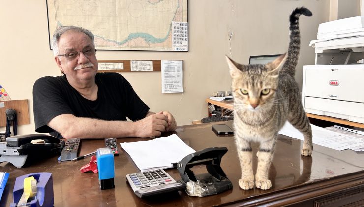 YAVRULARINI AĞZIYLA OFİSE TAŞIYAN ANNE KEDİ YÜREKLERİ ISITTI 