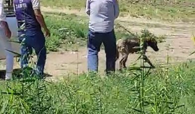 DEREYE DÜŞEN KÖPEĞİ İTFAİYE EKİPLERİ KURTARDI   
