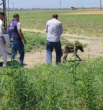 DEREYE DÜŞEN KÖPEĞİ İTFAİYE EKİPLERİ KURTARDI   