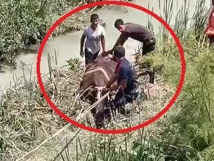 BATAKLIĞA SAPLANAN 3 BÜYÜKBAŞI İTFAİYE KURTARDI   