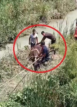 BATAKLIĞA SAPLANAN 3 BÜYÜKBAŞI İTFAİYE KURTARDI   