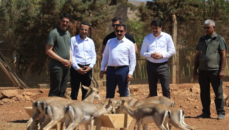 SURİYE SINIRININ SIFIR NOKTASINDA KURULAN MERKEZLE BİRLİKTE DAĞ CEYLANLARININ SAYISI  18 KAT ARTTI 